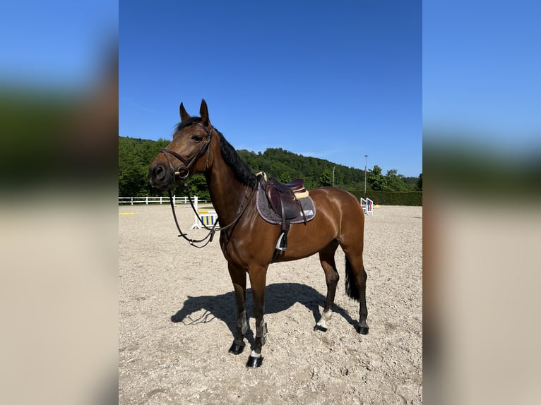 Tsjechisch warmbloed Merrie 8 Jaar 170 cm Bruin in Talheim Tsjechisch warmbloed Merrie 8 Jaar 170 cm Bruin in Talheim
