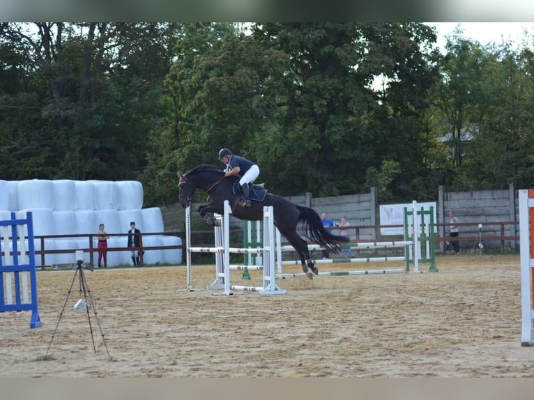 Tsjechisch warmbloed Merrie 8 Jaar Donkerbruin in PRAGUE