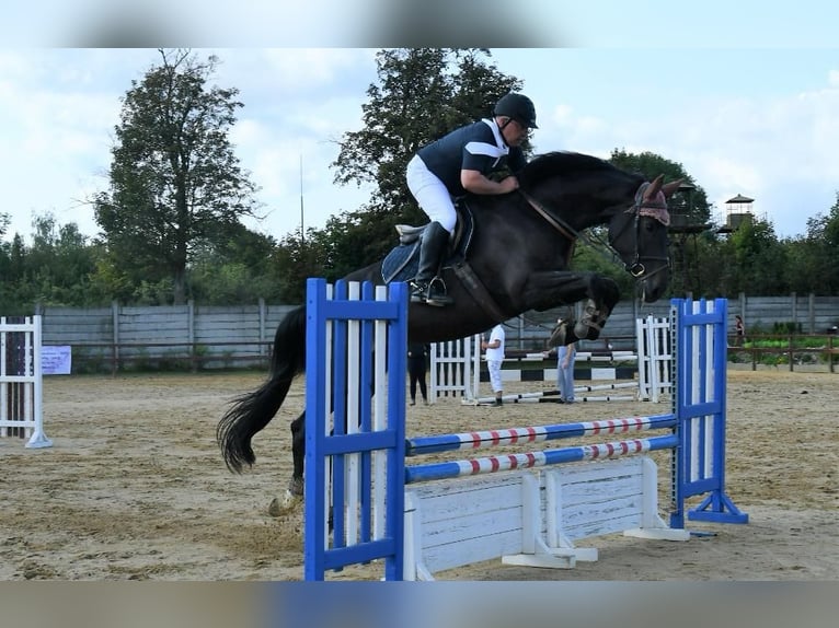 Tsjechisch warmbloed Merrie 8 Jaar Donkerbruin in PRAGUE