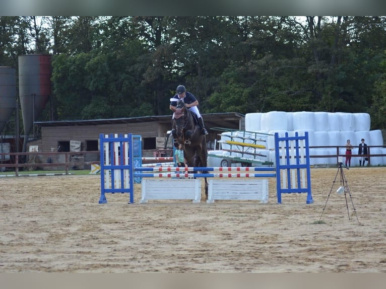 Tsjechisch warmbloed Merrie 8 Jaar Donkerbruin in PRAGUE