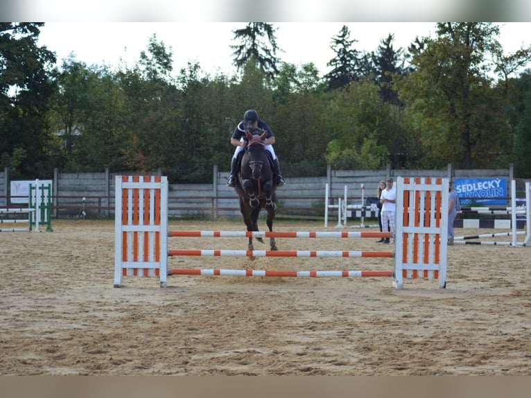 Tsjechisch warmbloed Merrie 8 Jaar Donkerbruin in PRAGUE