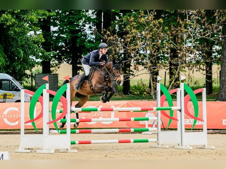 Tsjechisch warmbloed Merrie 9 Jaar 163 cm Bruin in Mo&#x159;kov