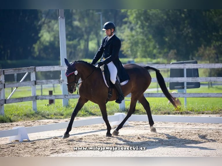 Tsjechisch warmbloed Merrie 9 Jaar 163 cm Bruin in Mo&#x159;kov