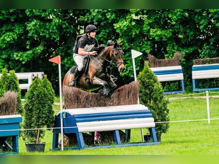 Tsjechisch warmbloed Merrie 9 Jaar 163 cm Bruin in Mo&#x159;kov