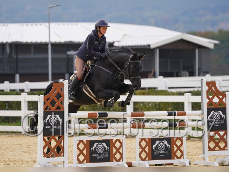 Tsjechisch warmbloed Merrie 9 Jaar 166 cm Zwart in Ritka