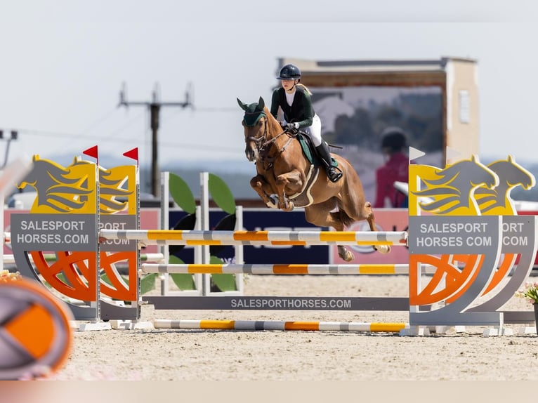 Tsjechisch warmbloed Merrie 9 Jaar 167 cm Donkere-vos in Bystřice u Benešova