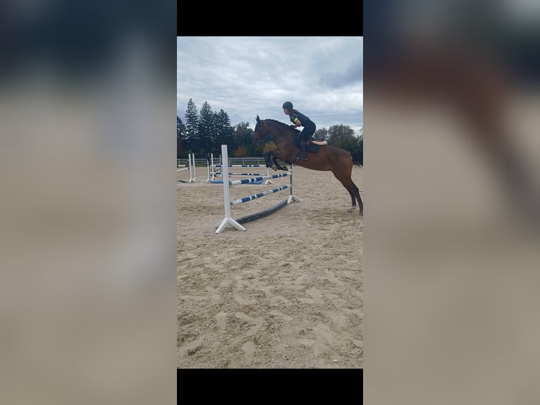 Tsjechisch warmbloed Merrie 9 Jaar 168 cm Bruin in Dornbirn