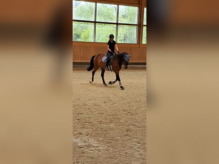 Tsjechisch warmbloed Merrie 9 Jaar 168 cm Bruin in Dornbirn