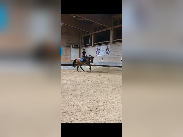 Tsjechisch warmbloed Merrie 9 Jaar 168 cm Bruin in Dornbirn