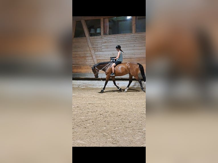 Tsjechisch warmbloed Merrie 9 Jaar 168 cm Bruin in Dornbirn