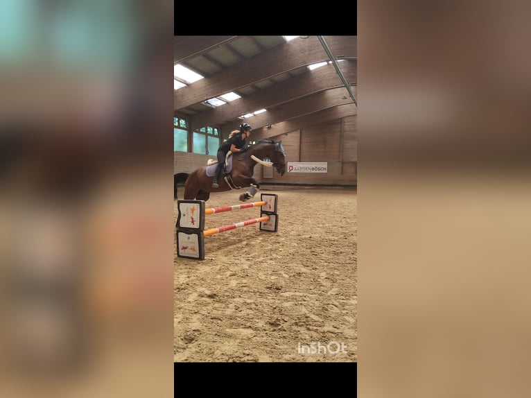 Tsjechisch warmbloed Merrie 9 Jaar 168 cm Bruin in Dornbirn