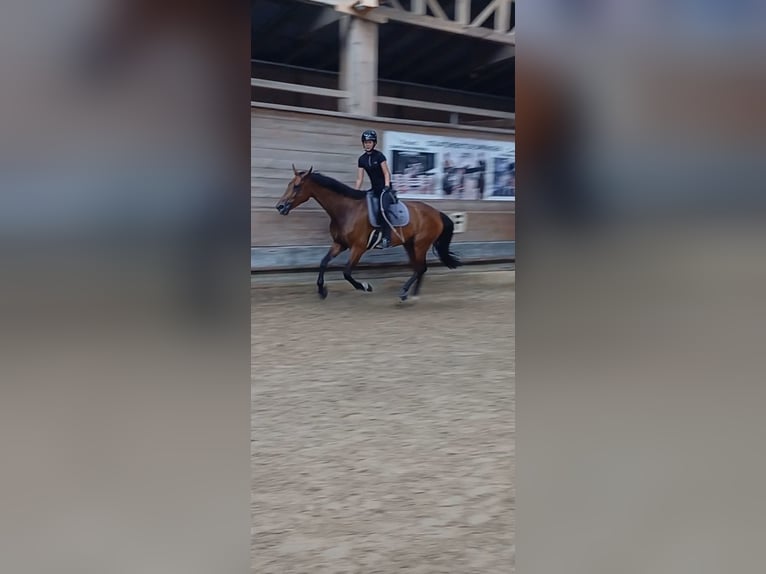 Tsjechisch warmbloed Merrie 9 Jaar 168 cm Bruin in Dornbirn