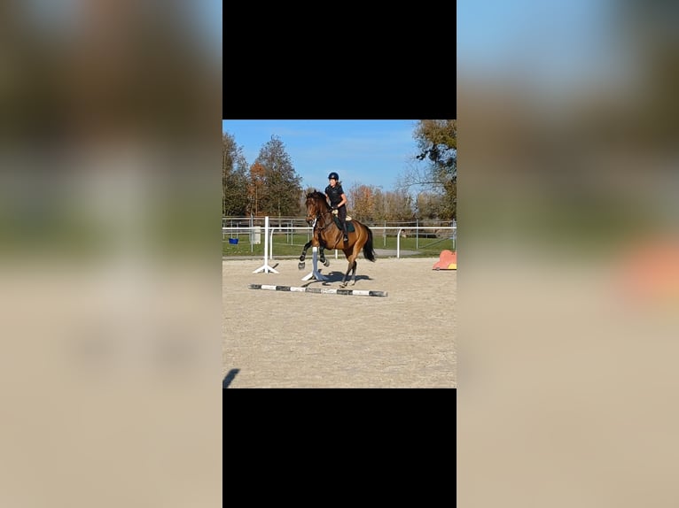 Tsjechisch warmbloed Merrie 9 Jaar 168 cm Bruin in Dornbirn