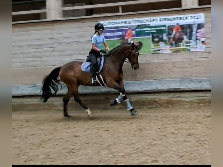 Tsjechisch warmbloed Merrie 9 Jaar 168 cm Bruin in Dornbirn