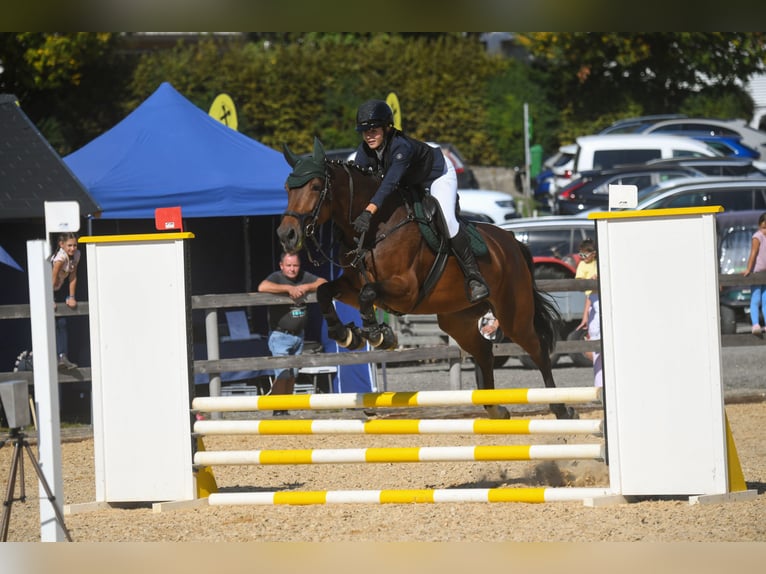 Tsjechisch warmbloed Merrie 9 Jaar 168 cm Bruin in Dornbirn