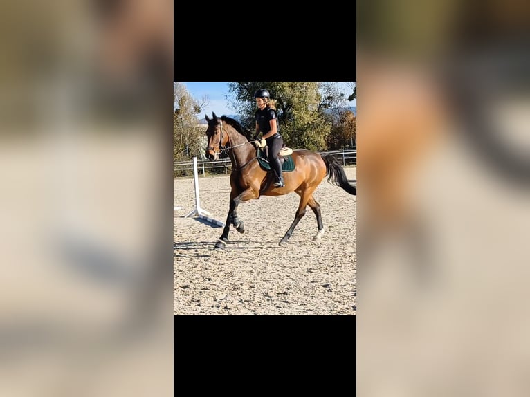 Tsjechisch warmbloed Merrie 9 Jaar 168 cm Bruin in Dornbirn
