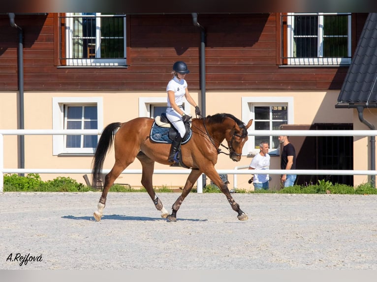 Tsjechisch warmbloed Merrie 9 Jaar 172 cm Roodbruin in Prague