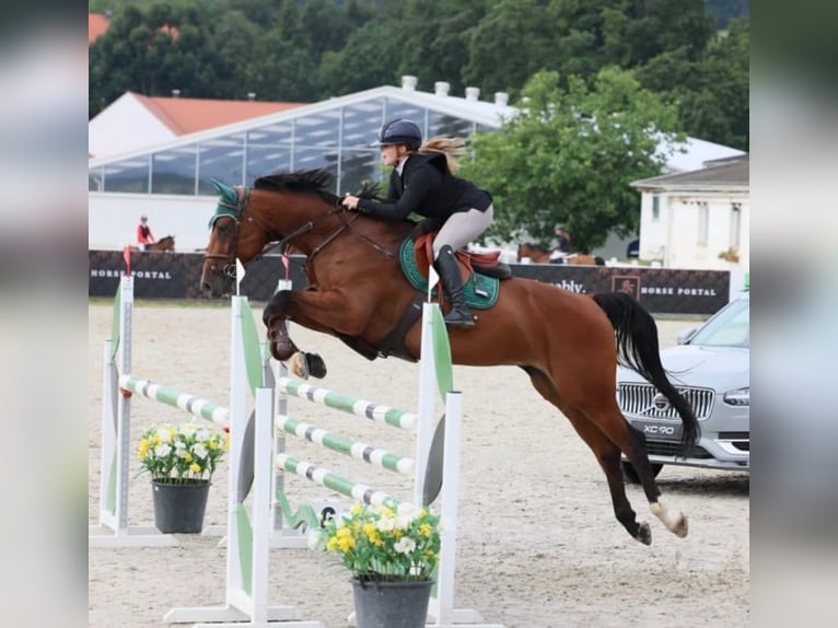 Tsjechisch warmbloed Merrie 9 Jaar 173 cm Bruin in 28601