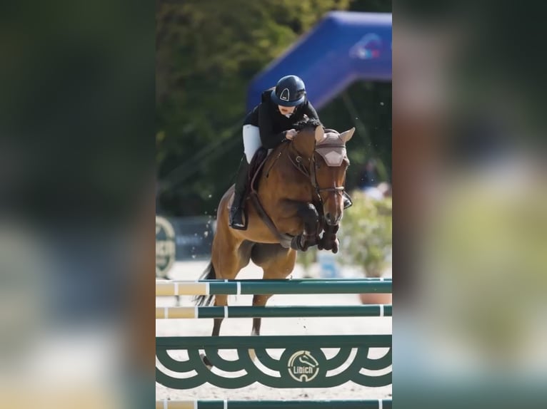 Tsjechisch warmbloed Merrie 9 Jaar 173 cm Bruin in 28601