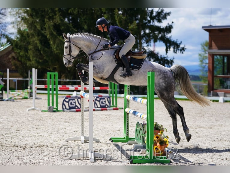 Tsjechisch warmbloed Merrie 9 Jaar 175 cm Schimmel in Tyn nad Vltavou