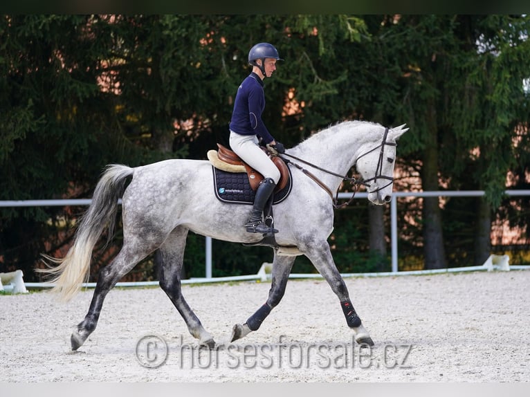Tsjechisch warmbloed Merrie 9 Jaar 175 cm Schimmel in Tyn nad Vltavou