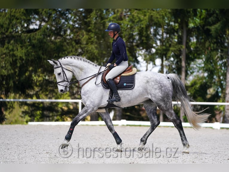 Tsjechisch warmbloed Merrie 9 Jaar 175 cm Schimmel in Tyn nad Vltavou