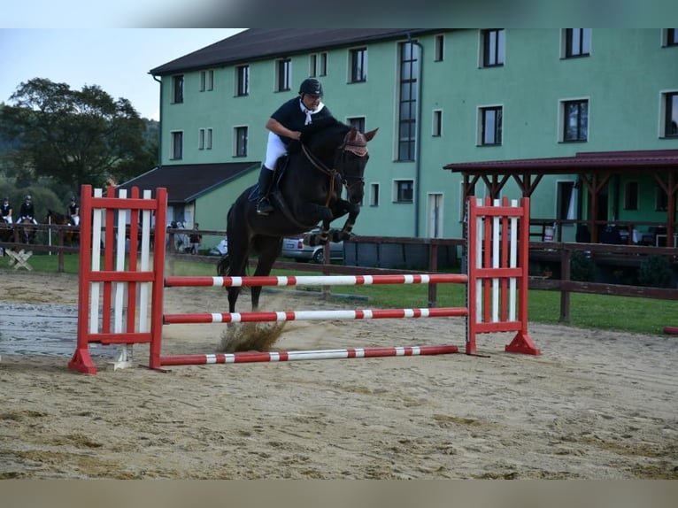 Tsjechisch warmbloed Merrie 9 Jaar Donkerbruin in PRAGUE