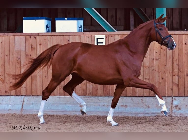 Tsjechisch warmbloed Merrie Veulen (06/2026) Donkere-vos in Cheb