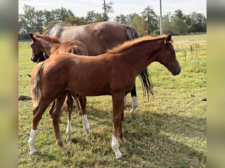 Tsjechisch warmbloed Merrie Veulen (06/2026) Donkere-vos in Cheb