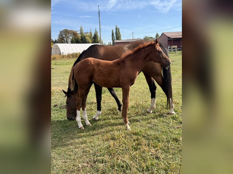 Tsjechisch warmbloed Merrie Veulen (06/2026) Donkere-vos in Cheb