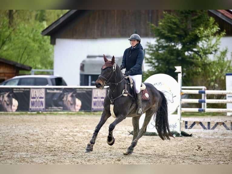 Tsjechisch warmbloed Ruin 10 Jaar 168 cm Bruin in Horn