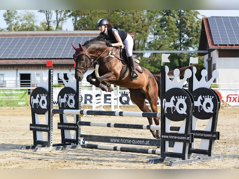 Tsjechisch warmbloed Ruin 10 Jaar 168 cm Bruin in Horn