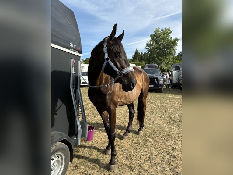 Tsjechisch warmbloed Ruin 10 Jaar 168 cm Bruin in Horn