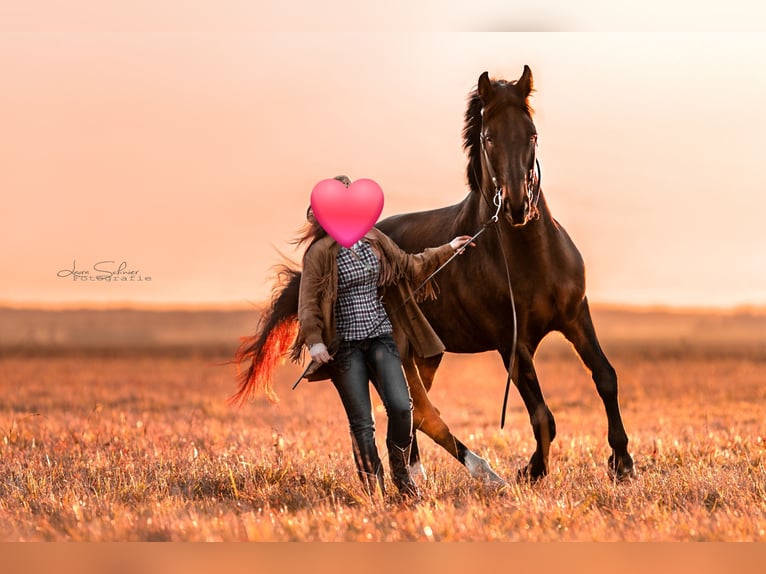 Tsjechisch warmbloed Ruin 10 Jaar 168 cm Donkerbruin in Trebur