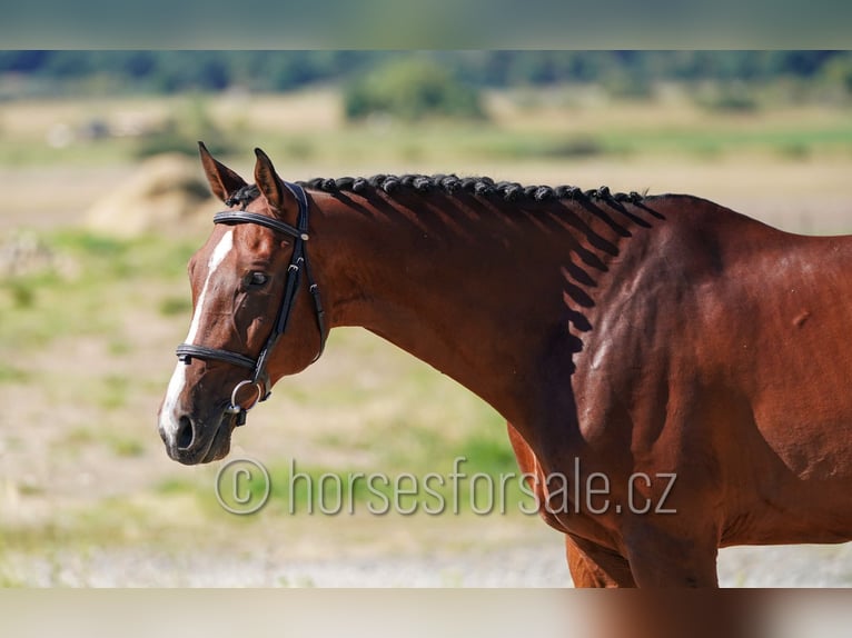 Tsjechisch warmbloed Ruin 11 Jaar 172 cm Bruin in Ritka