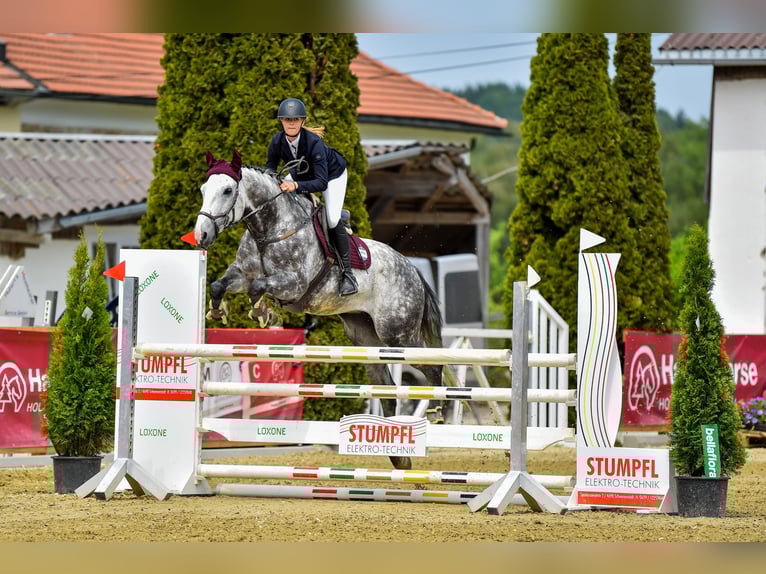 Tsjechisch warmbloed Ruin 12 Jaar 167 cm Blauwschimmel in Georgenberg