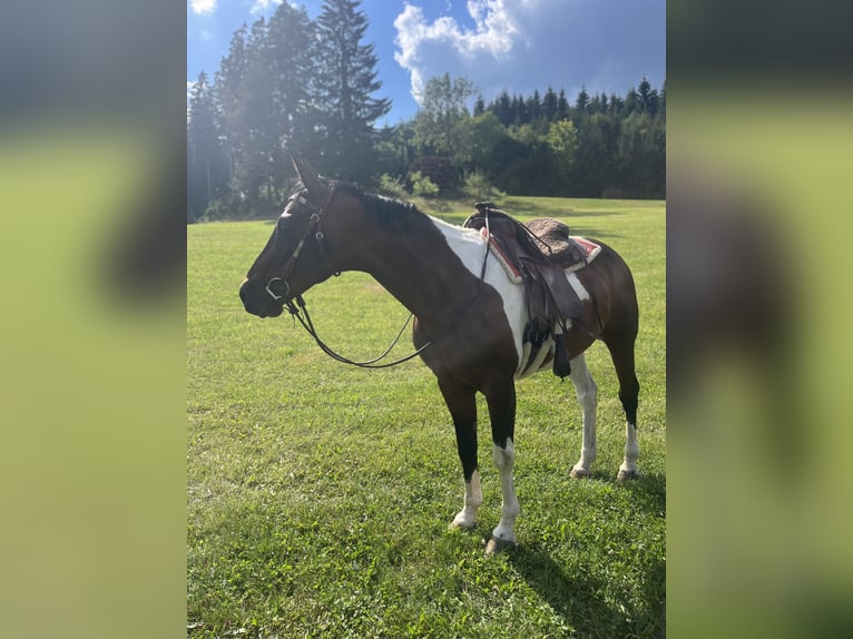 Tsjechisch warmbloed Ruin 14 Jaar 156 cm Gevlekt-paard in Weitersfelden