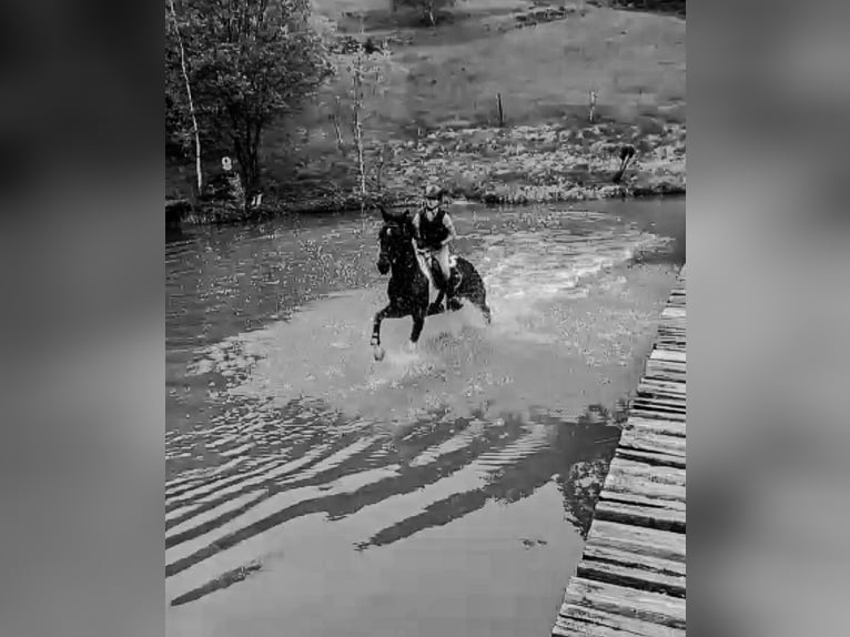 Tsjechisch warmbloed Ruin 14 Jaar 156 cm Gevlekt-paard in Weitersfelden