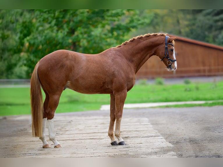 Tsjechisch warmbloed Ruin 14 Jaar 167 cm Donkere-vos in Krom&#x11B;&#x159;&#xED;&#x17E;