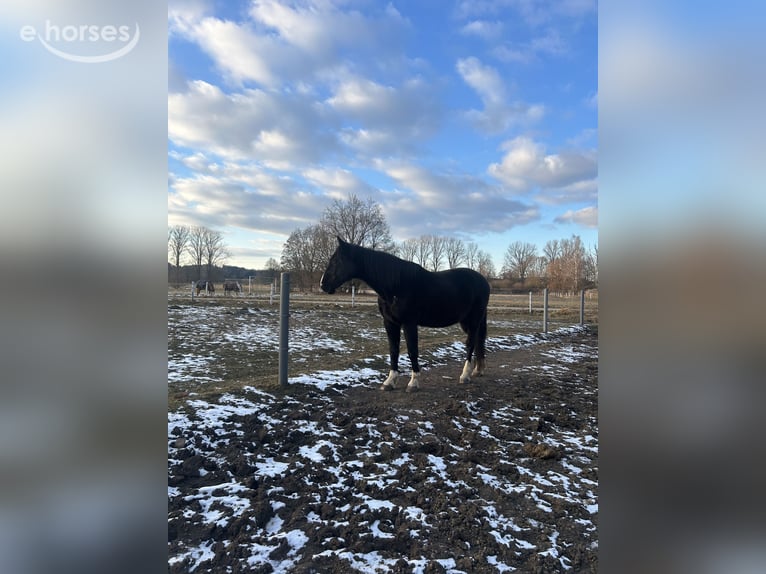 Tsjechisch warmbloed Ruin 14 Jaar 167 cm Zwart in Petershausen