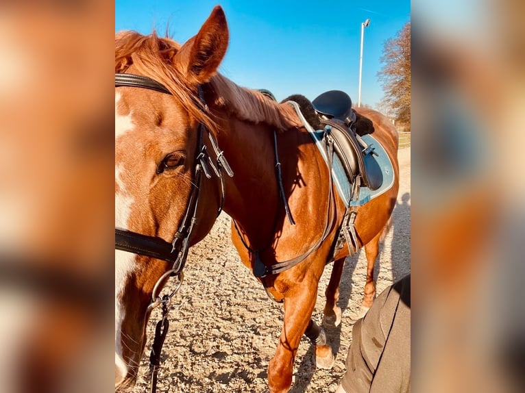 Tsjechisch warmbloed Ruin 14 Jaar 170 cm Vos in Thann