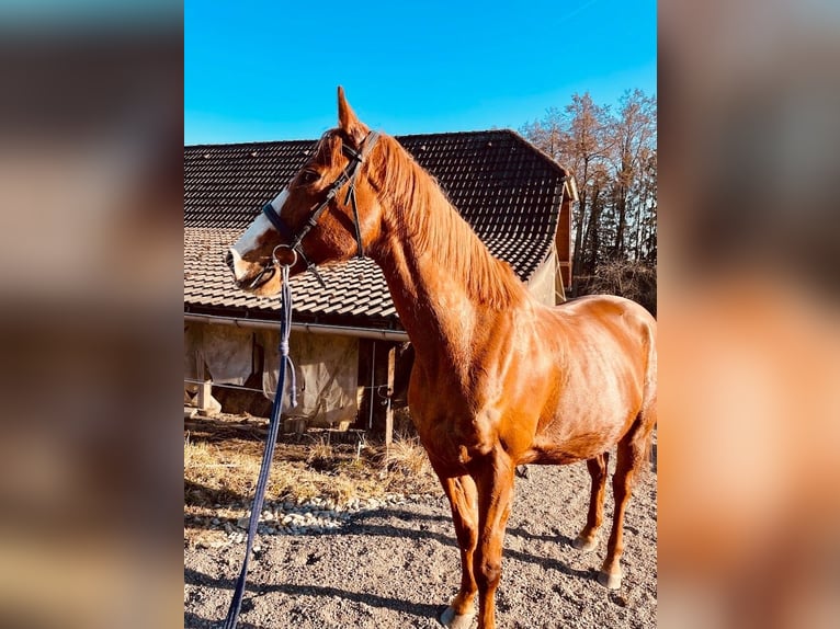 Tsjechisch warmbloed Ruin 14 Jaar 170 cm Vos in Thann