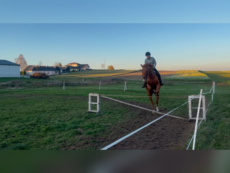Tsjechisch warmbloed Ruin 15 Jaar 170 cm Vos in Hollenstein