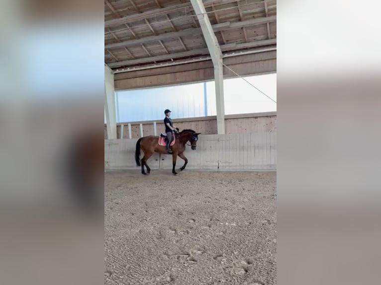 Tsjechisch warmbloed Ruin 15 Jaar 173 cm Vos in Passau