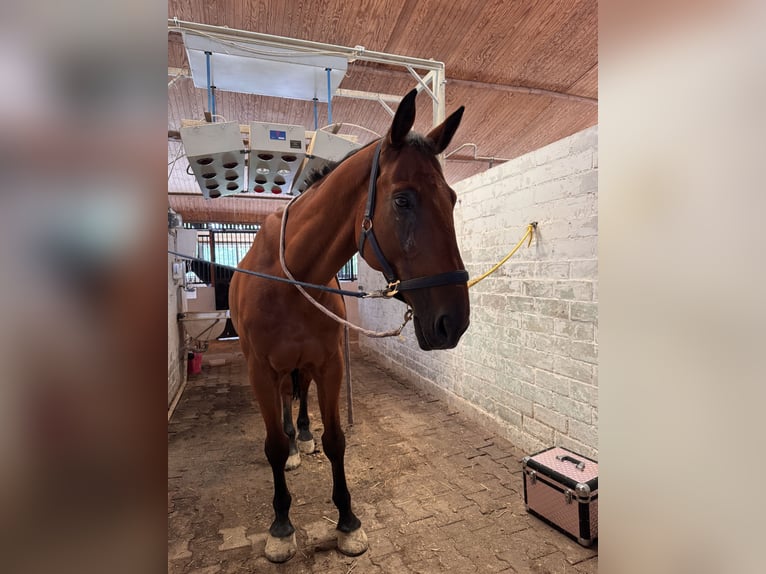Tsjechisch warmbloed Ruin 15 Jaar 173 cm Vos in Passau