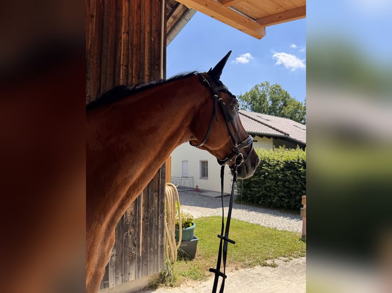 Tsjechisch warmbloed Ruin 15 Jaar 173 cm Vos in Passau