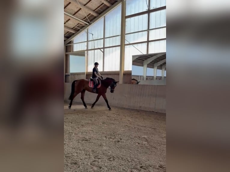 Tsjechisch warmbloed Ruin 15 Jaar 173 cm Vos in Passau