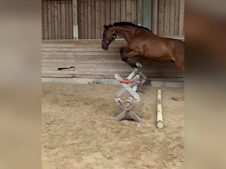 Tsjechisch warmbloed Ruin 15 Jaar 173 cm Vos in Passau