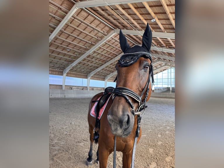 Tsjechisch warmbloed Ruin 15 Jaar 173 cm Vos in Passau