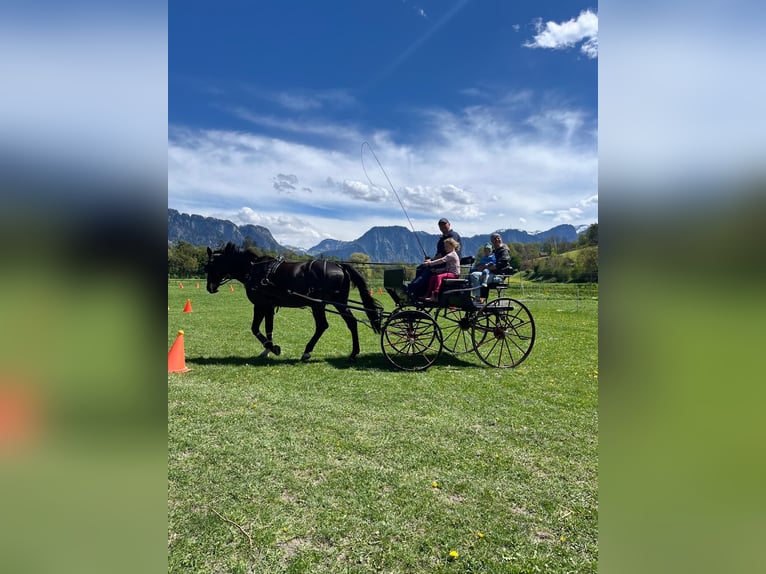 Tsjechisch warmbloed Ruin 16 Jaar 169 cm Zwart in Malans GR